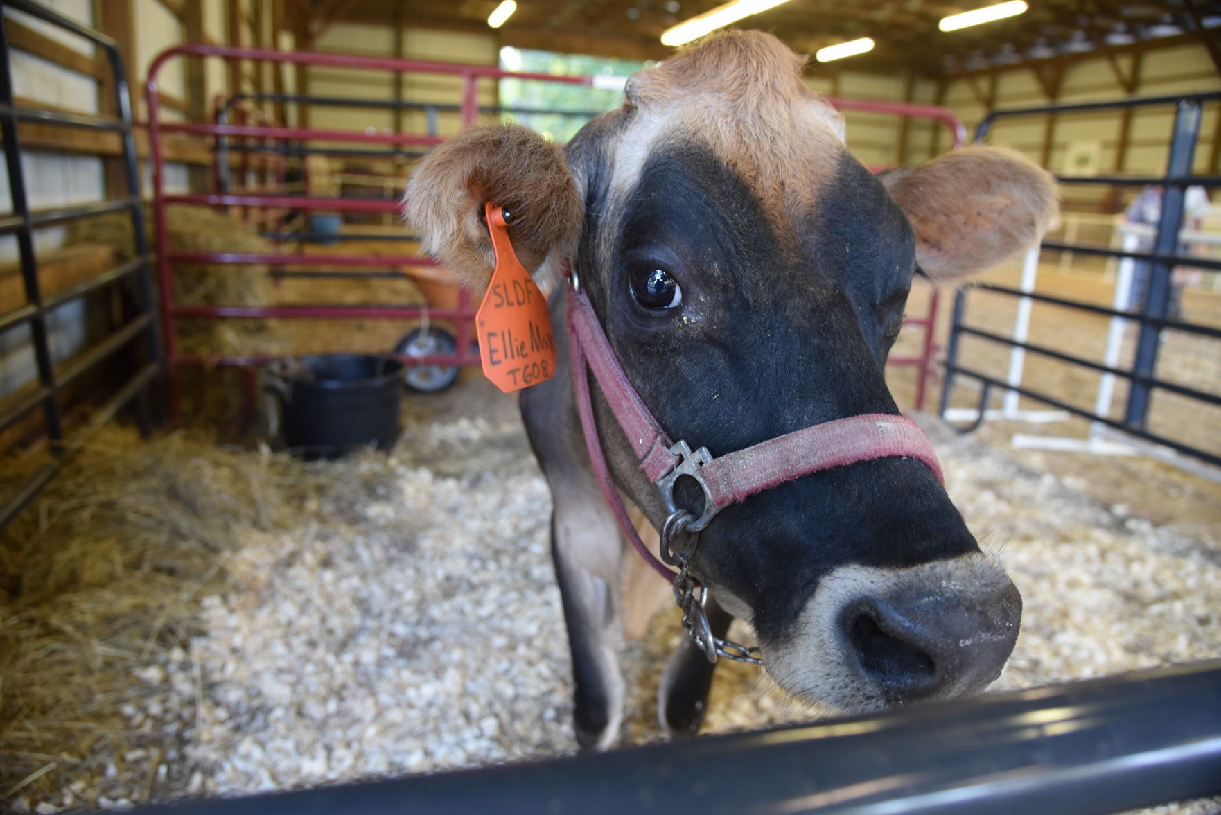 Ag Fair 2019 Ellie May